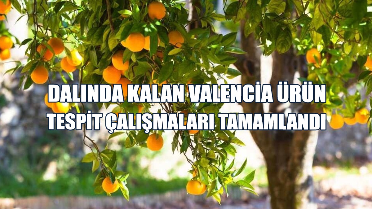Dalında Kalan Valencia Ürün Tespit Çalışmaları Tamamlandı