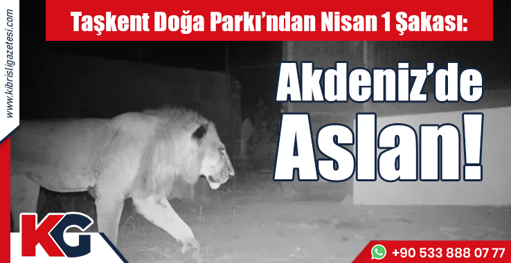 "Akdeniz Köyünde Aslan” Şakası Olay Oldu!