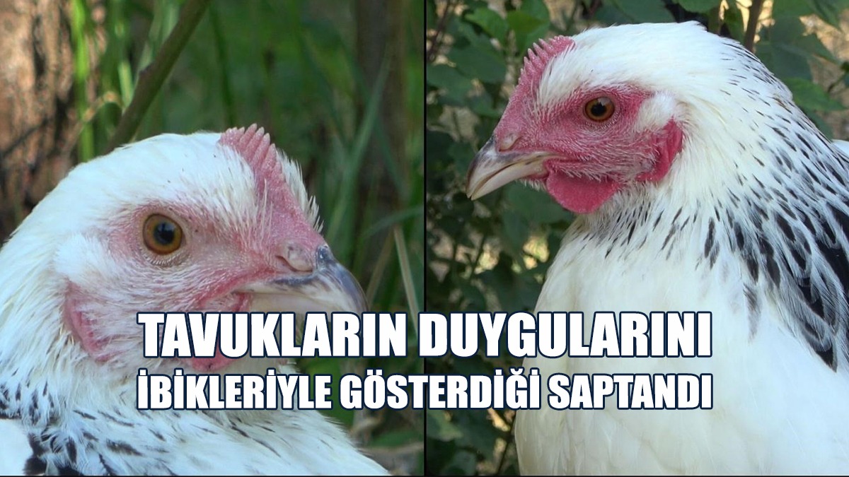 Hayvanların Beslenmek Ve Yakalanmak Gibi Değişik Durumlara Verdiği Tepkiler İncelendi