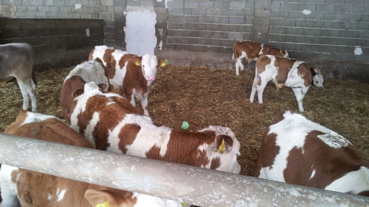 Suni tohumlamadan doğan erkek buzağı başına 3 bin TL ödendi