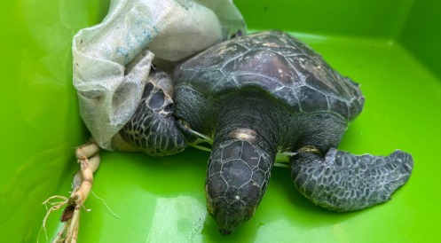 Yaralı deniz kaplumbağası Meritta ile hayata tutundu