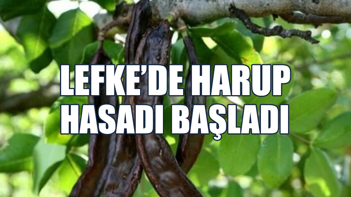 Lefke’de Erkenci Zeytin 19 Ağustos, Yerli Zeytin Hasadı 2 Eylül’de
