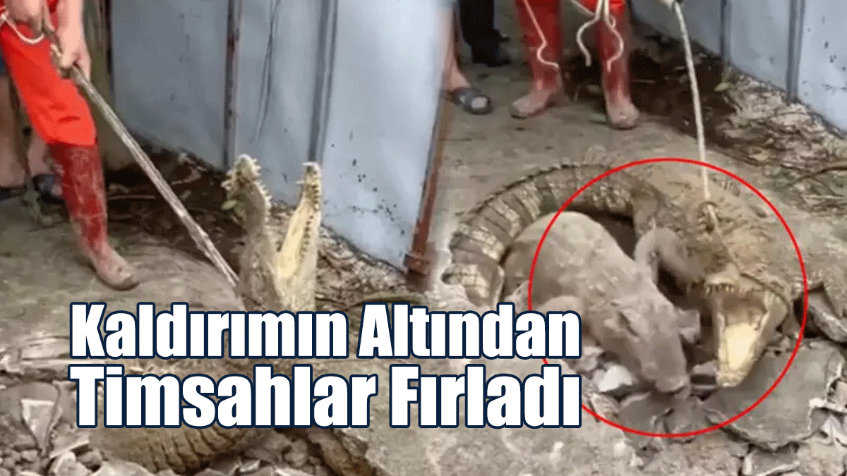 Kaldırımın Altından Timsahlar Fırladı