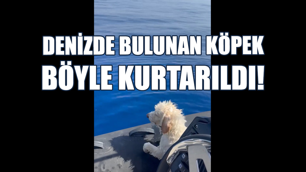 Denizde Bulunan Köpek Böyle Kurtarıldı!