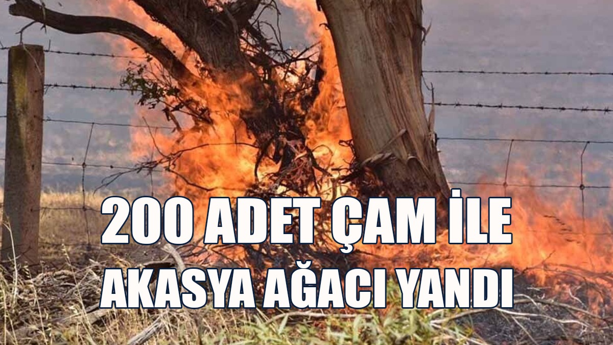 Vadili'de Yangın...