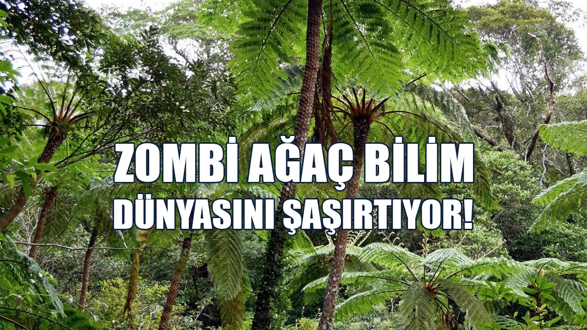 Ölen Yapraklarını Canlandırabiliyor