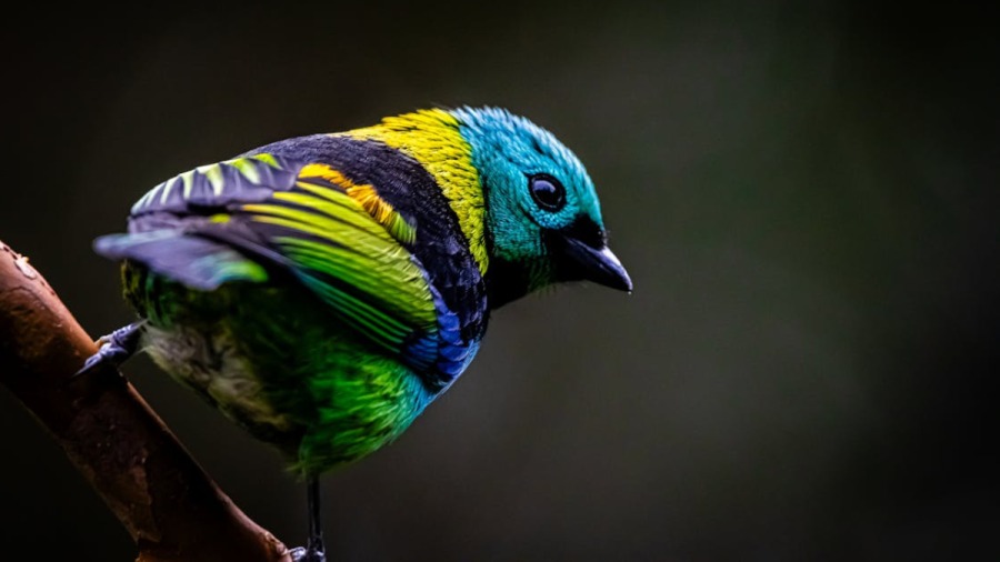 48 binden fazla canlı türü nesli tükenme tehlikesiyle karşı karşıya