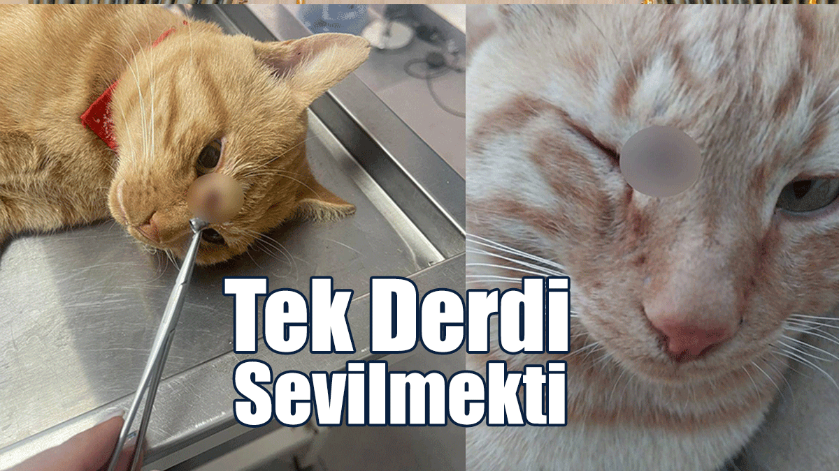 Olguner: Tek Derdi Sevilmekti