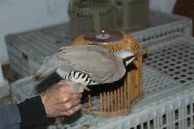 Evinde keklik besleyen şahsa para cezası