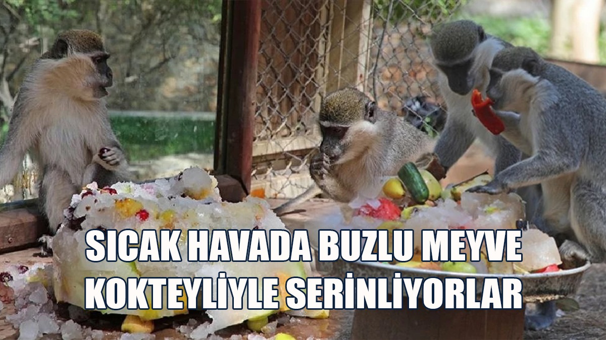 Hayvanlara Sıcak Havada Buzlu Meyve Kokteyli Partisi