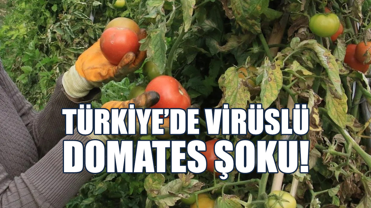 Bakanlık Alarma Geçti: Virüslü Domateslere Dikkat