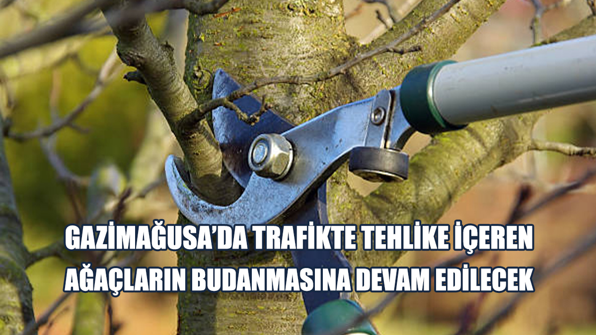 Gazimağusa’da Ağaç Budaması Nedeniyle Yol Kapatılacak