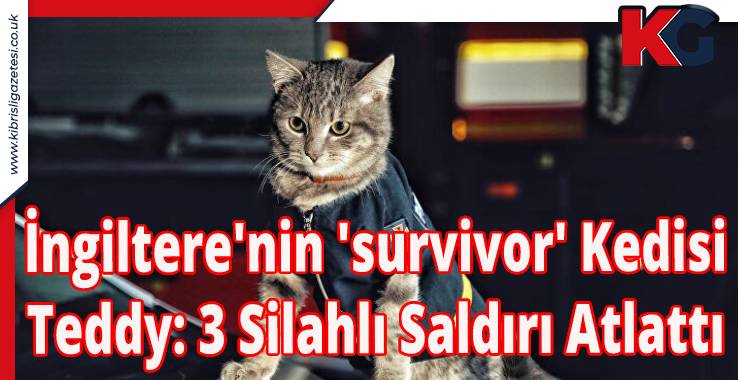 İngiltere'nin 'survivor' Kedisi Teddy: 3 Silahlı Saldırı Atlattı