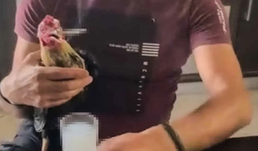 Horoza sigara ve rakı içiren şahsa 173 bin TL ceza!