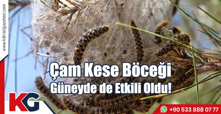 Çam Kese Böceği Güneyde de Etkili Oldu