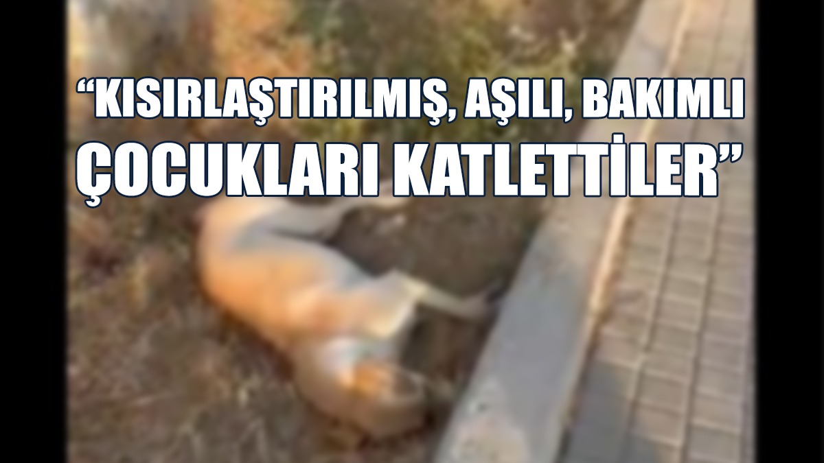 Lapta Sahil Yolu’ndaki Köpekler Zehirlenerek Öldürüldü