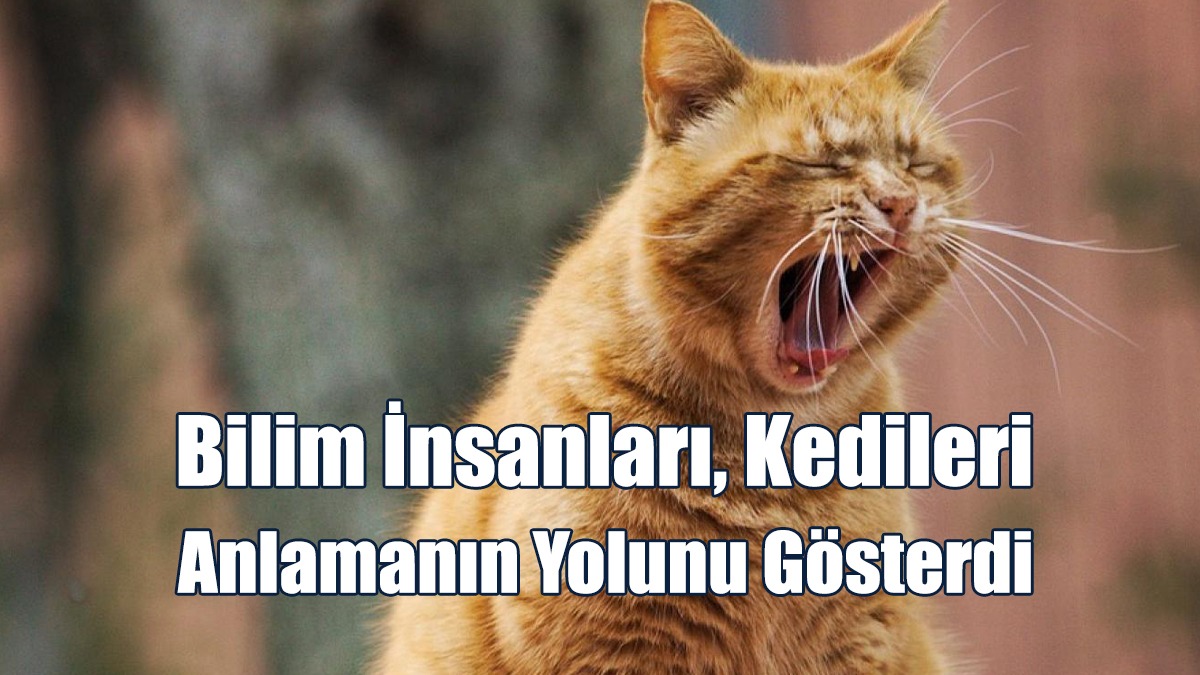Bilim İnsanları, Kedileri Anlamanın Yolunu Gösterdi