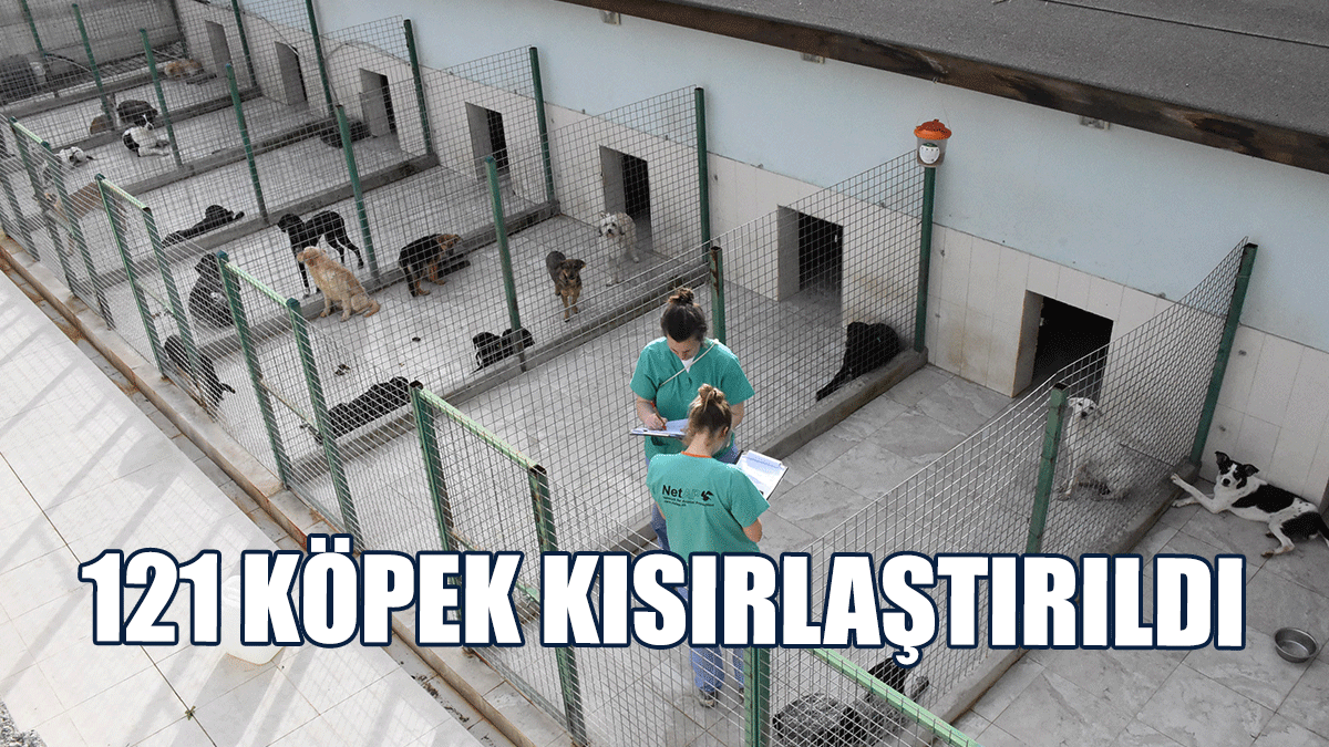 “Satın Almayın, Sahiplenin”