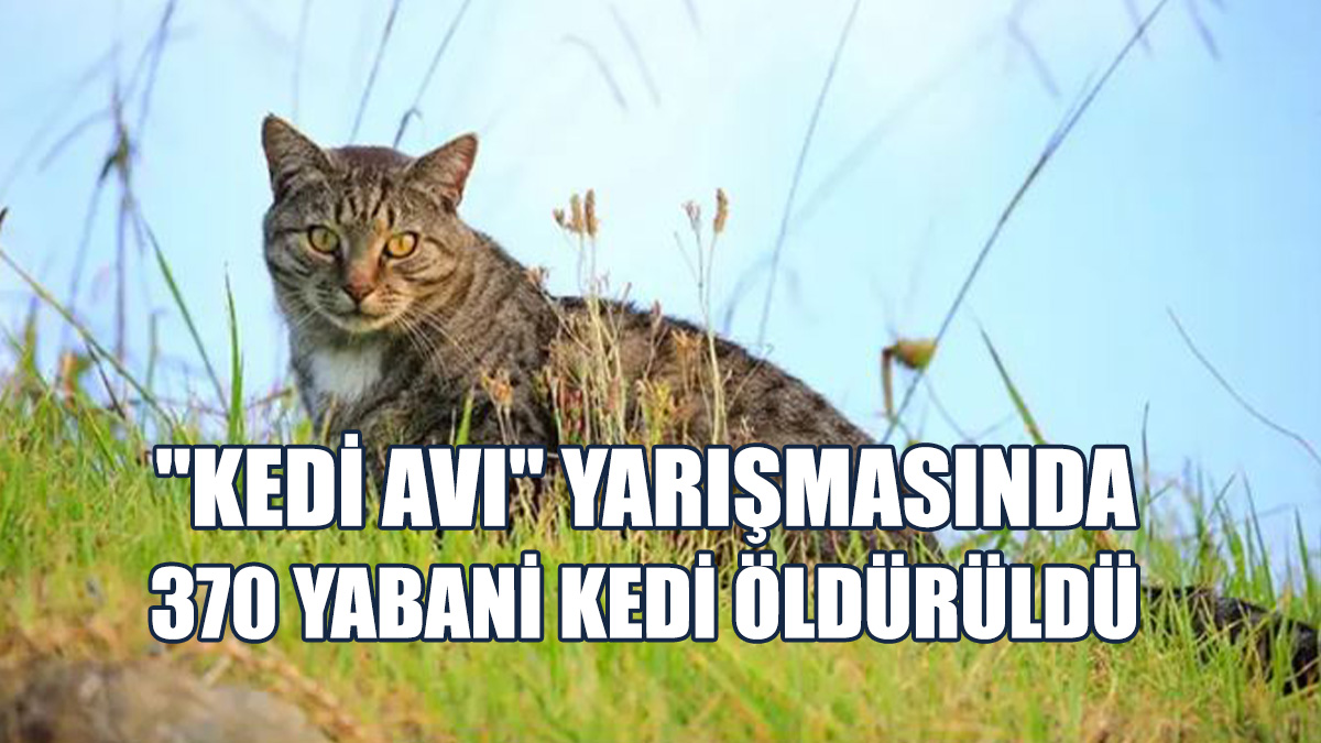 Yeni Zelanda'da 370 Yabani Kedi Öldürüldü