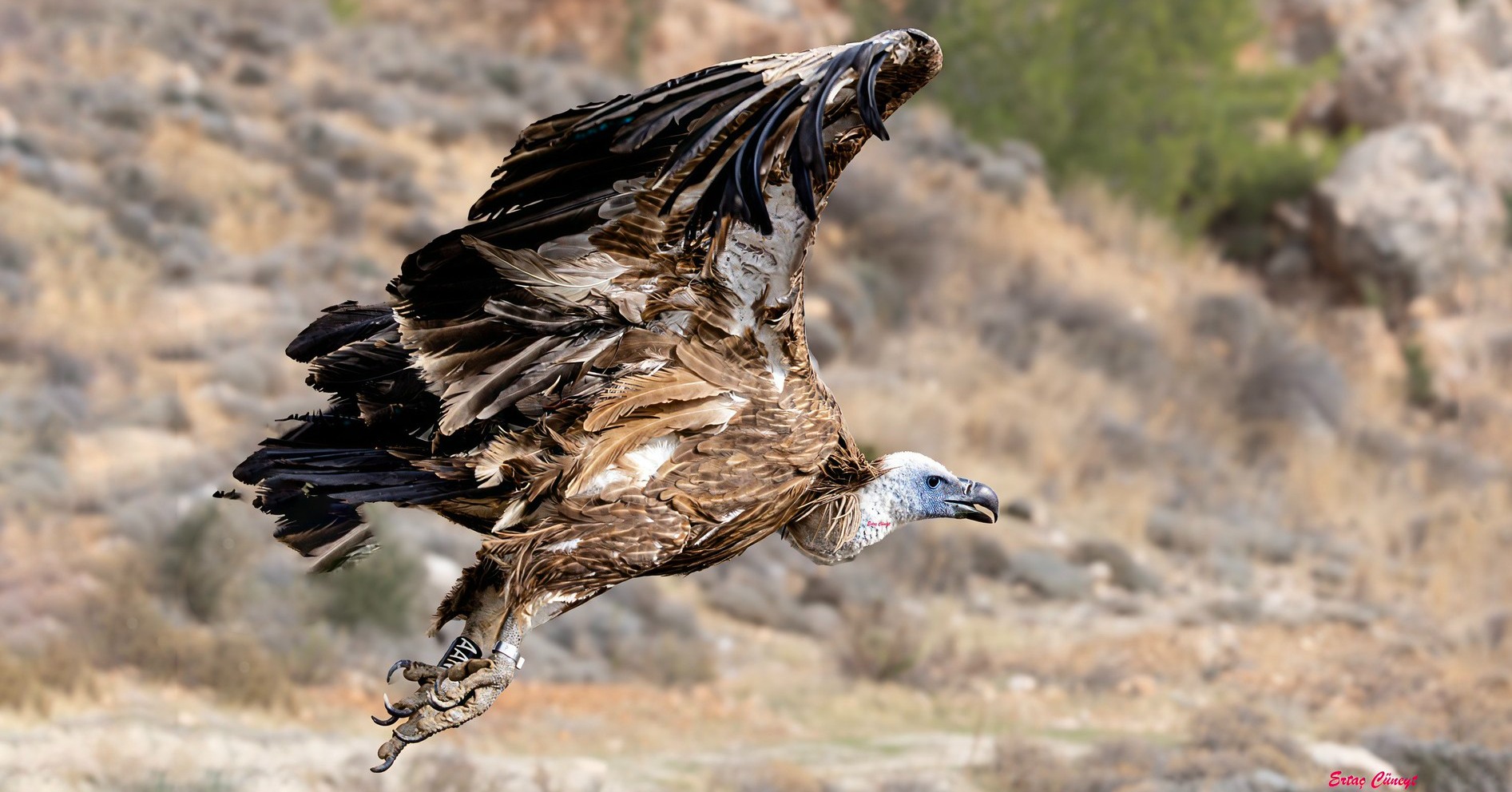 Rehabilite edilen Kızıl Akbaba, izolesiz elektrik direğinde yaşamını yitirdi