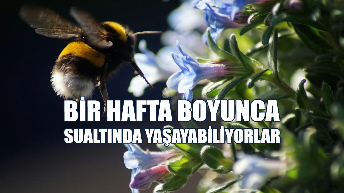 Arıların Sualtında Bir Hafta Yaşayabildiği Bulundu