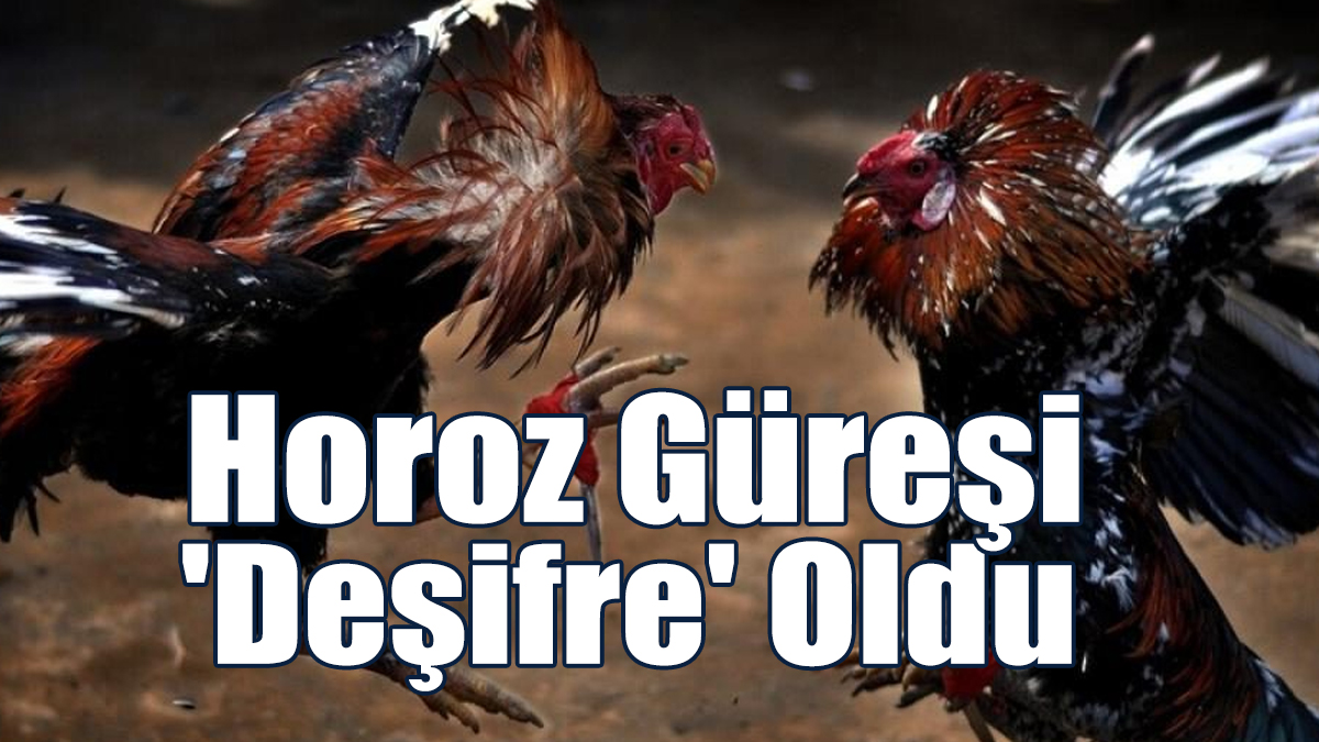 Horoz Dövüşü Yaptıran 48 Kişiye Yasal İşlem