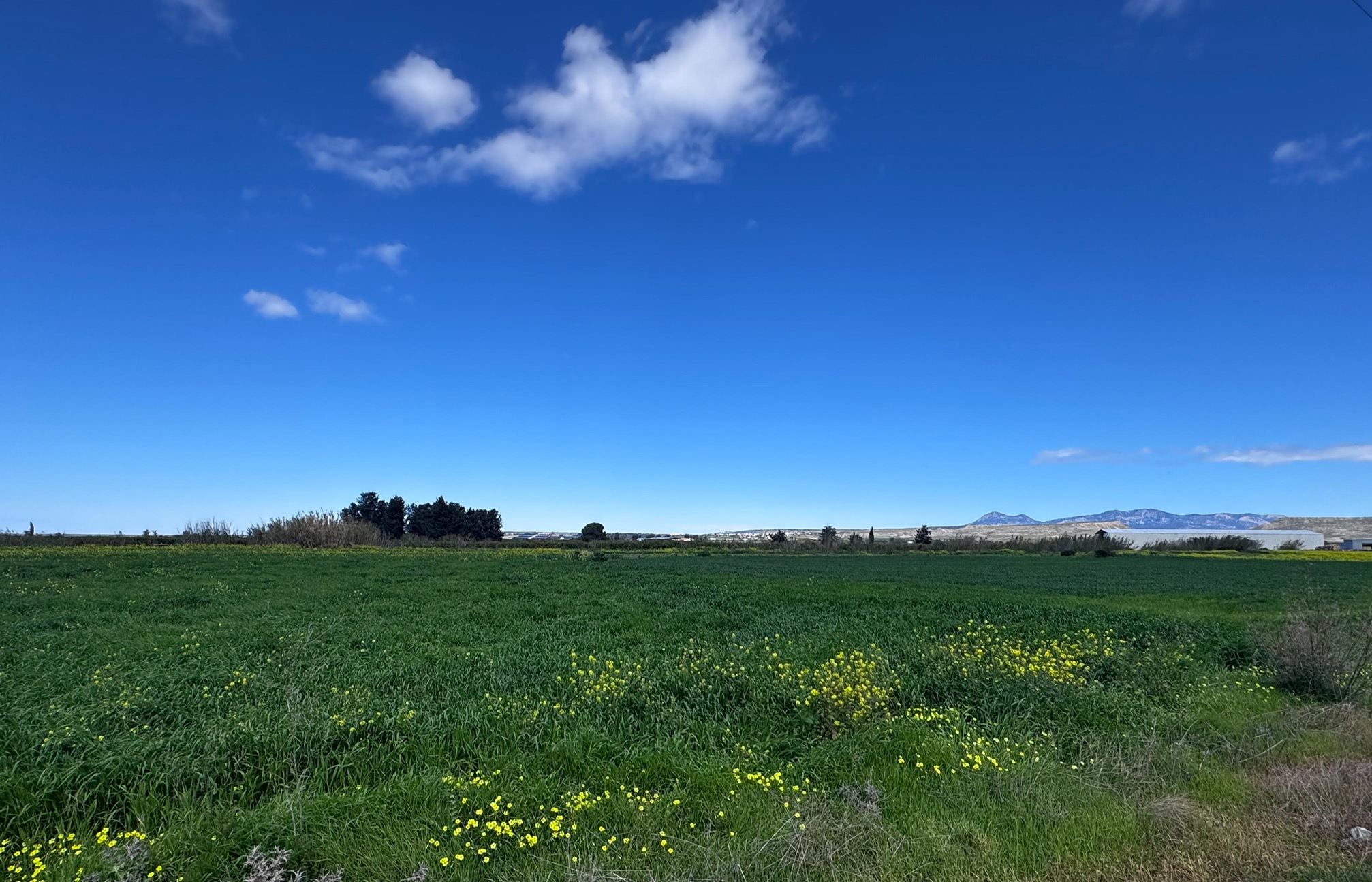 Tarım Bakanlığı, tüketilebilir yabani ot toplayanları uyardı