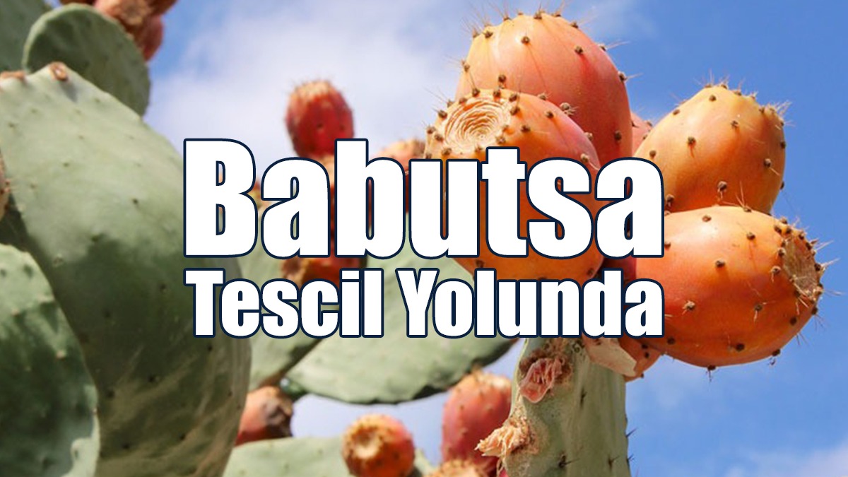 Babutsa Tescil Yolunda