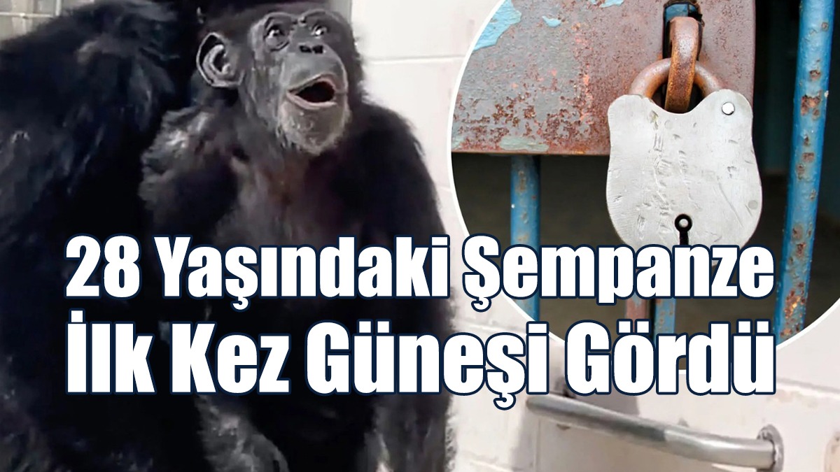 28 Yaşındaki Şempanze İlk Kez Güneşi Gördü