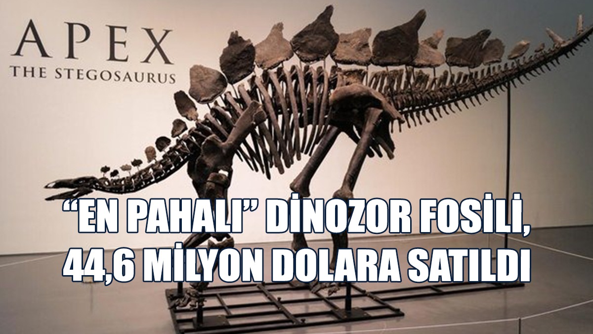 Fosil, 3 Metre 40 Santimetre Boyunda