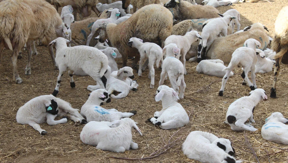 “Küçükbaş Hayvancılığın Yaygınlaştırılması Programı” kapsamında yeni müracaat kabul edilecek