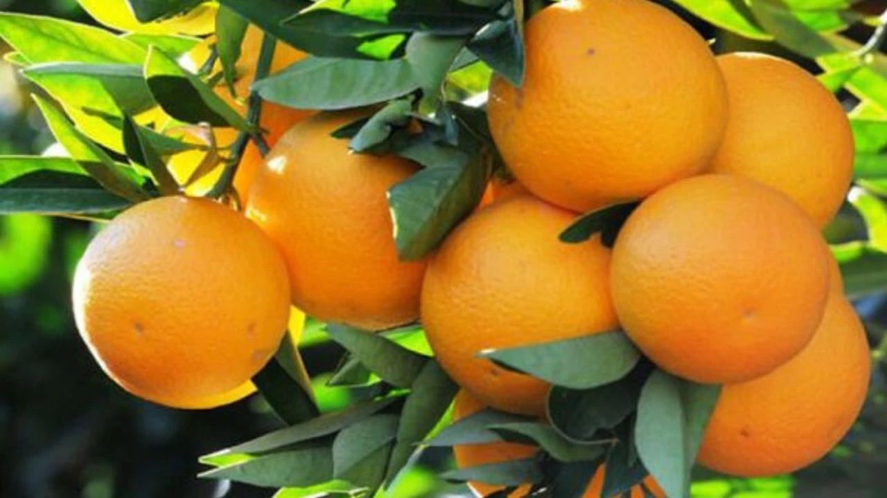 Tarım Bakanlığı, Narenciye tür değişikliği ödemelerini yaptı