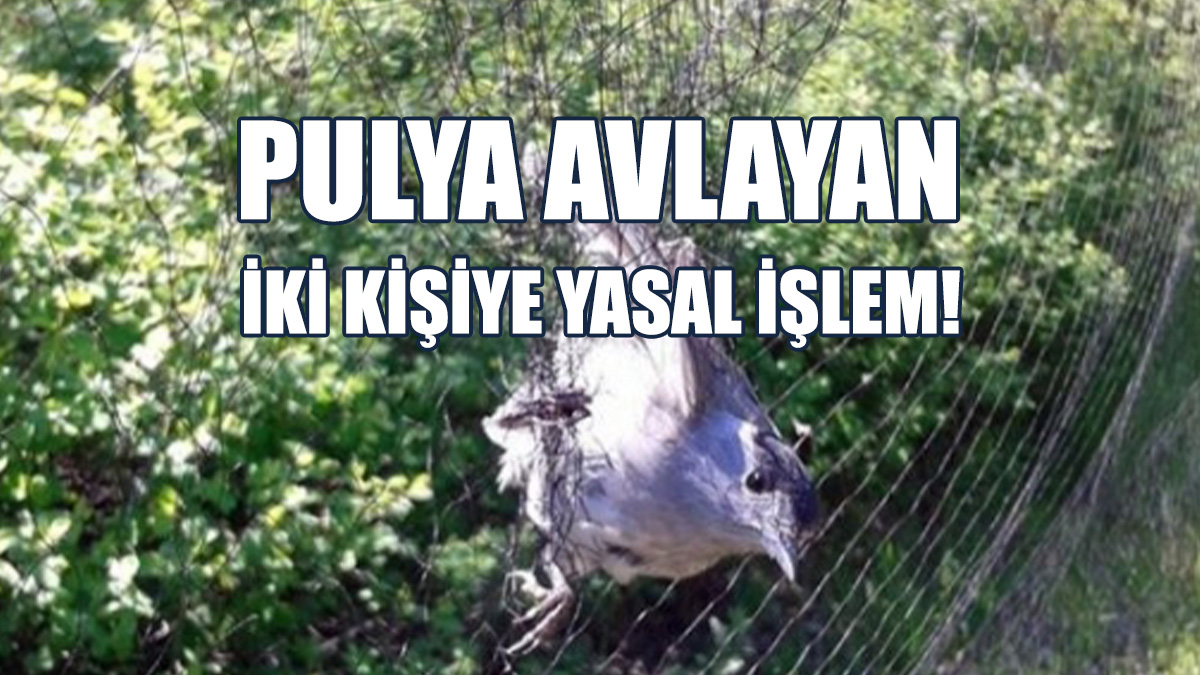 Koruma Altındaki Pulya Kuşlarını Avladılar