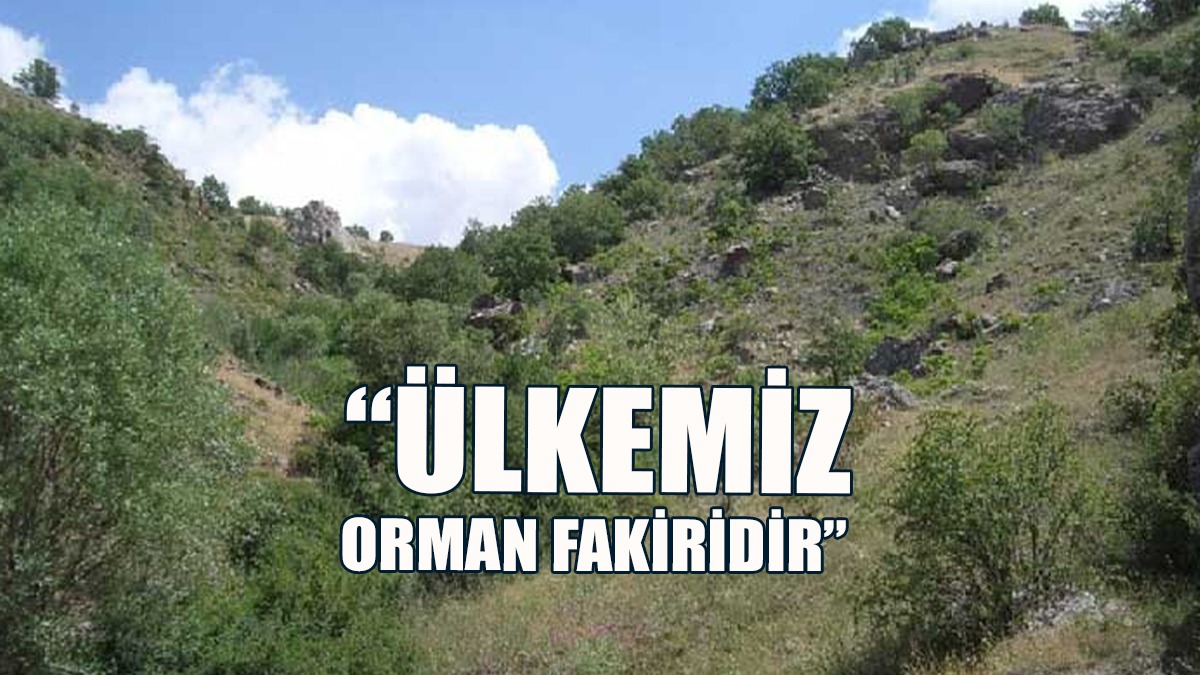 “Orman Alanı En Az 100 Bin Hektar Olmalı"