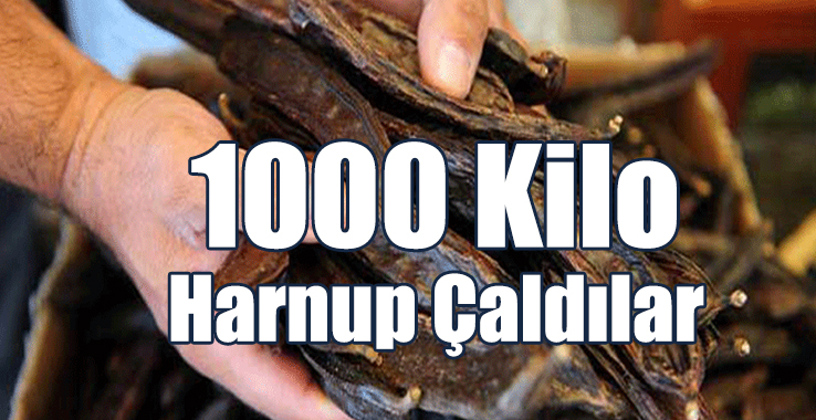 1000 Kilo Harnup Çalan 2 Kişi Tutuklandı