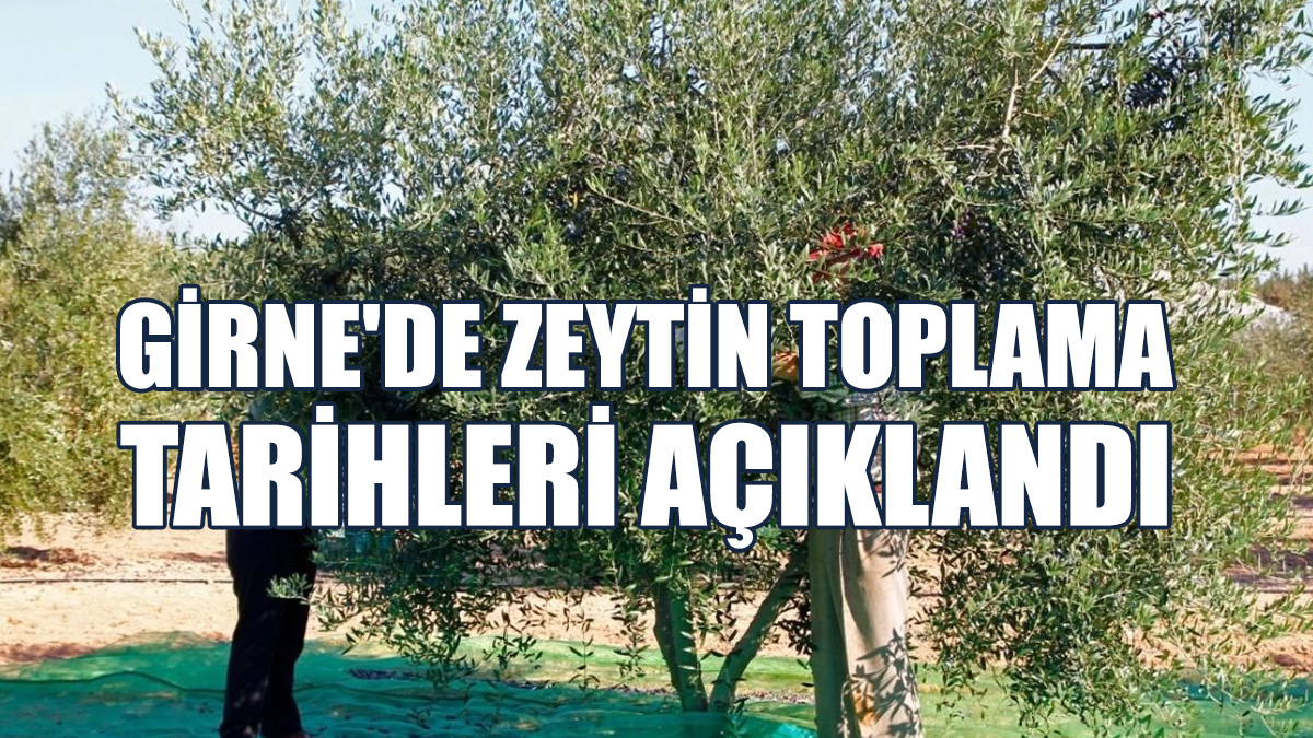 Girne'de Zeytin Toplama Tarihleri Açıklandı