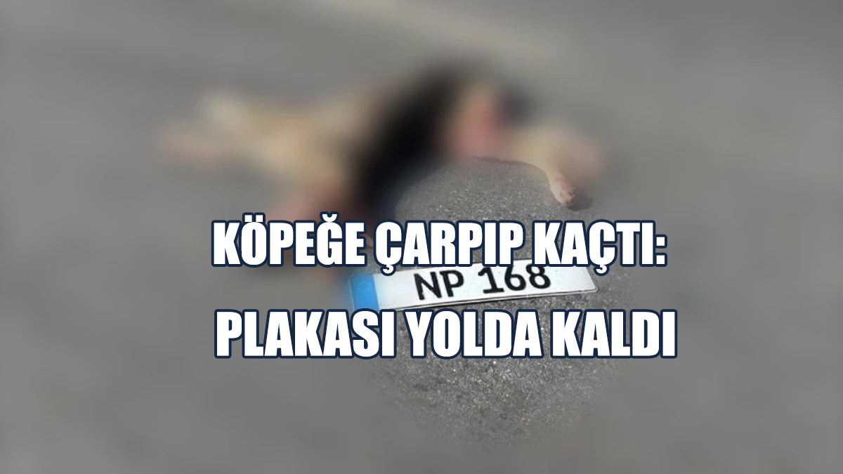 Girne’de Köpeğe Çarpan Sürücü Kaçtı: Yazıklar Olsun!