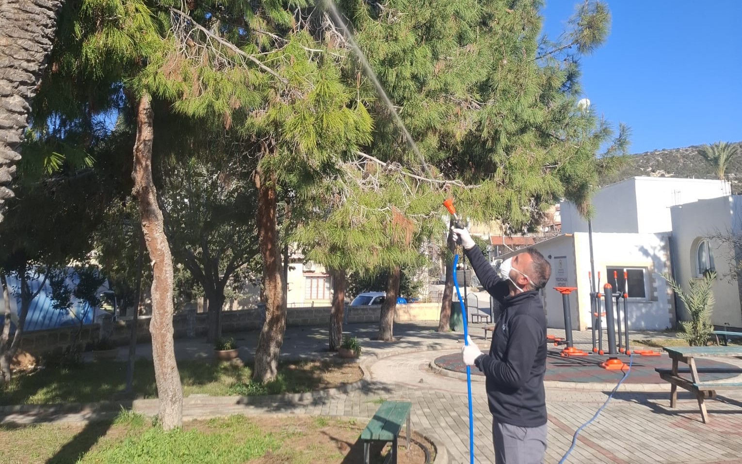 Mehmetçik Büyükkonuk Belediyesi: Çam kese böceğine karşı mücadelemiz  sürüyor