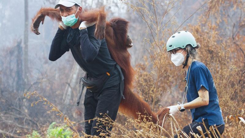Endonezya'da yangın... Orangutanları kurtarmak için zamanla yarış