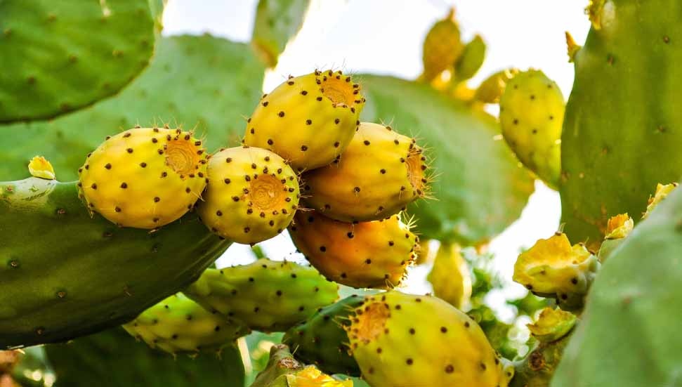 Babutsayı yok eden böceğe karşı İsrail ile iş birliği