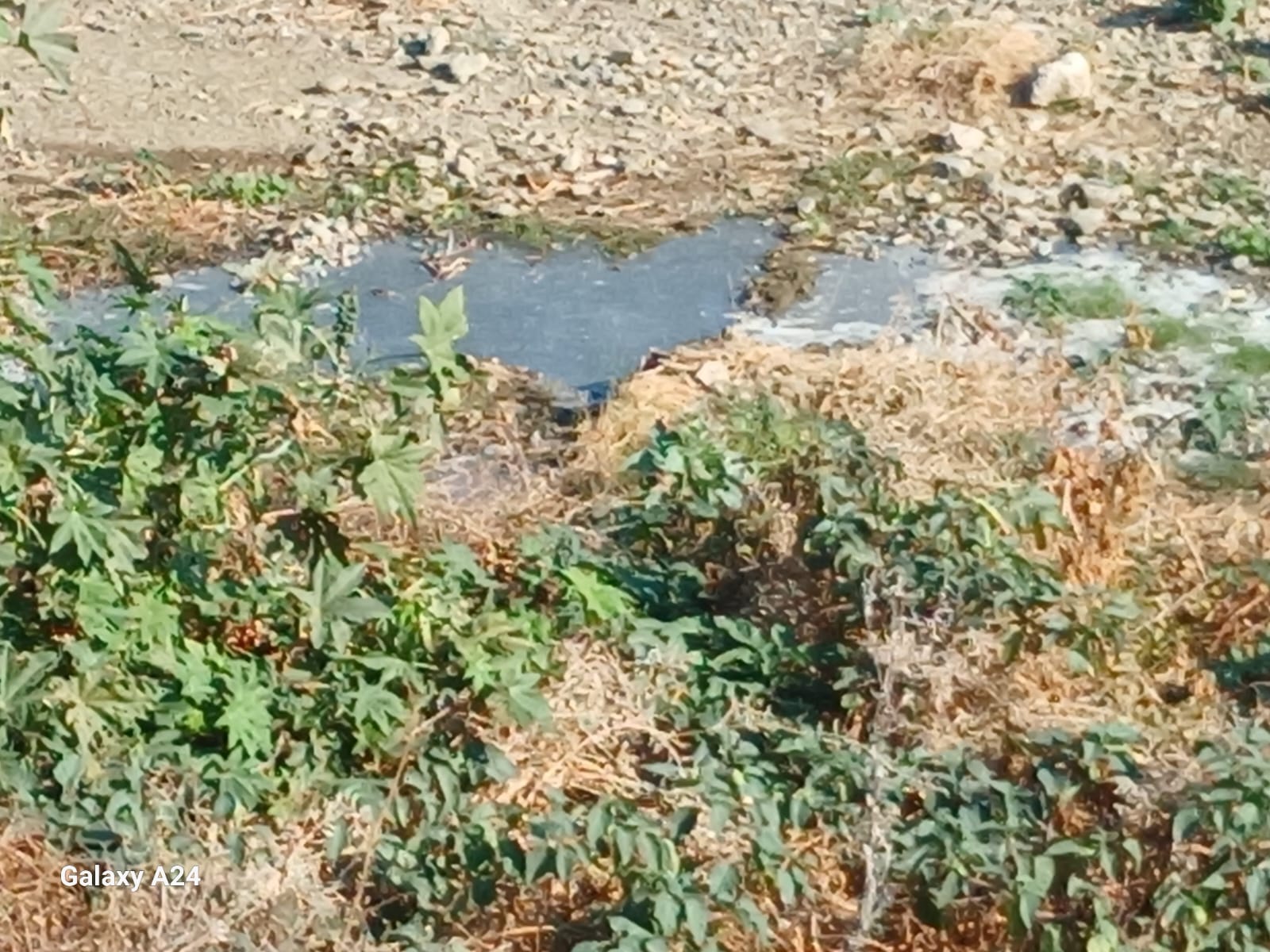 Lefke Çevre ve Ekoloji Derneği: Atık suyun dereye karışması çevre ve halk sağlığı açısından risk