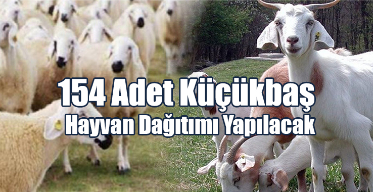 154 Adet Küçükbaş Hayvan Dağıtımı Yapılacak