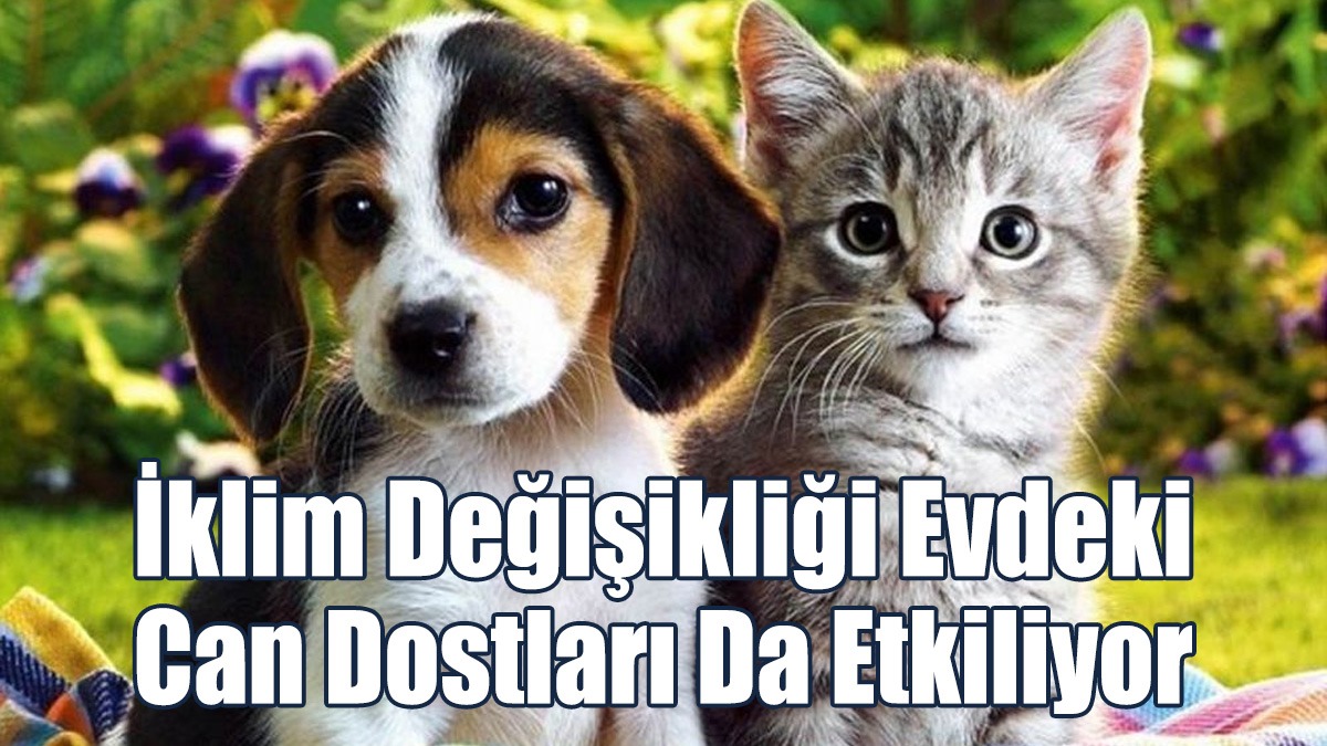 İklim Değişikliği Evdeki Can Dostları Da Etkiliyor