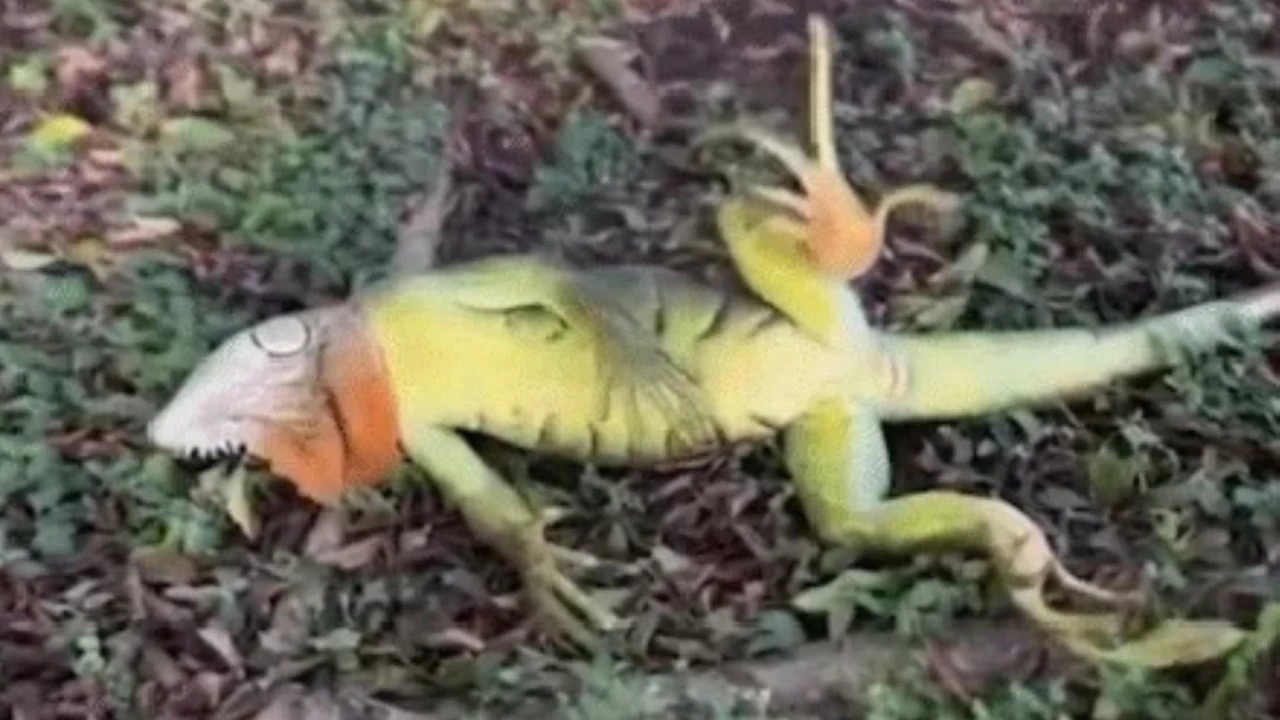 Ağaçlardan düşen donmuş iguanalar için 'itlaf' kararı