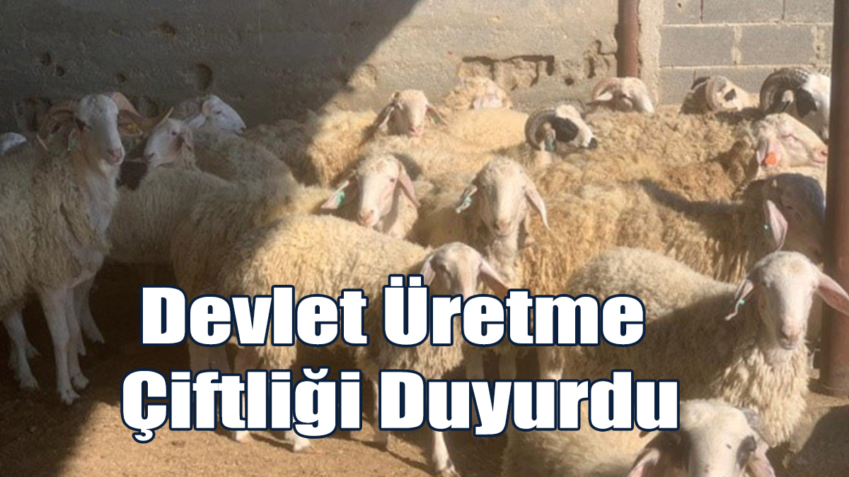 Kasaplık Hayvan Satışı Yapılacak