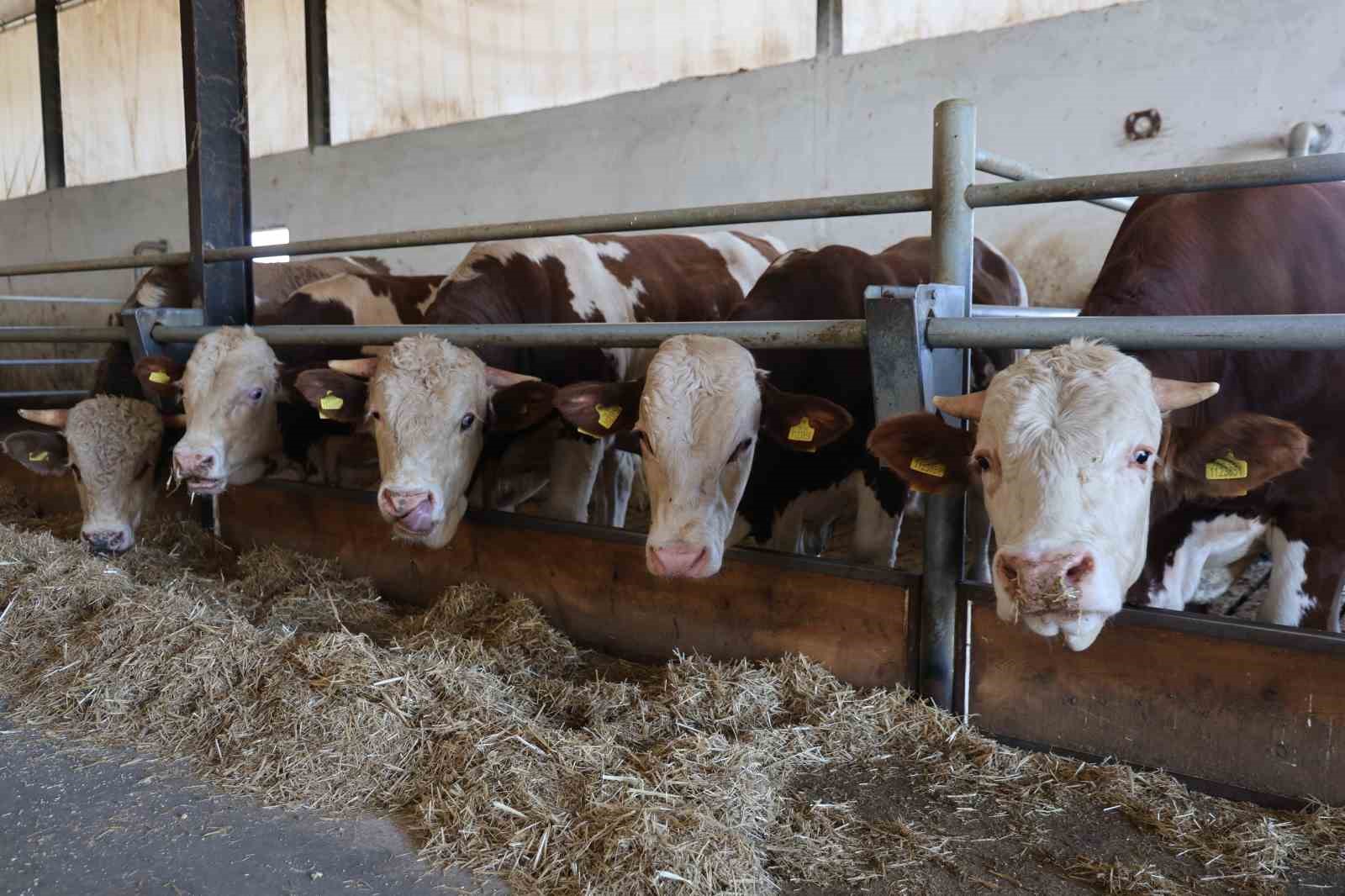 TDP Tarım ve Hayvancılık Komitesi: Şap hastalığı ciddi bir tehdit oluşturuyor