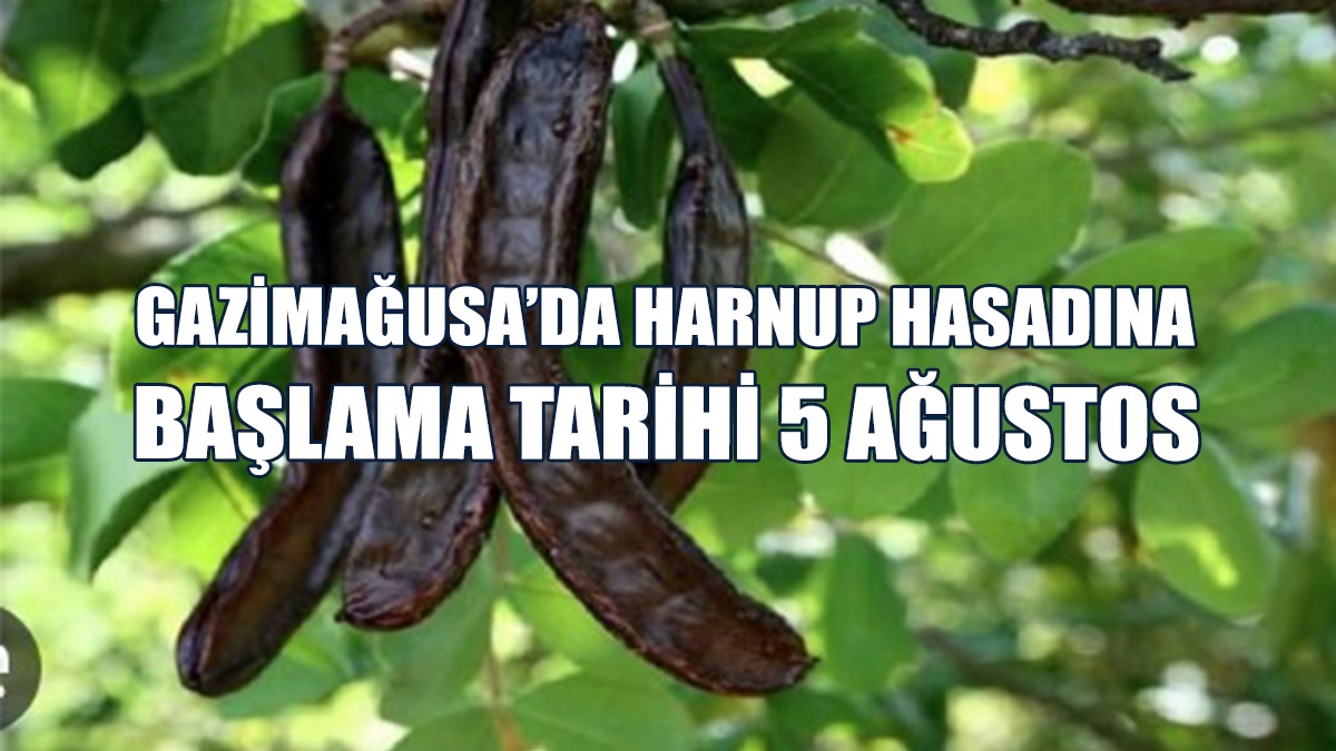 Belirtilen Tarihten Önce Harnup Toplamak Yasak