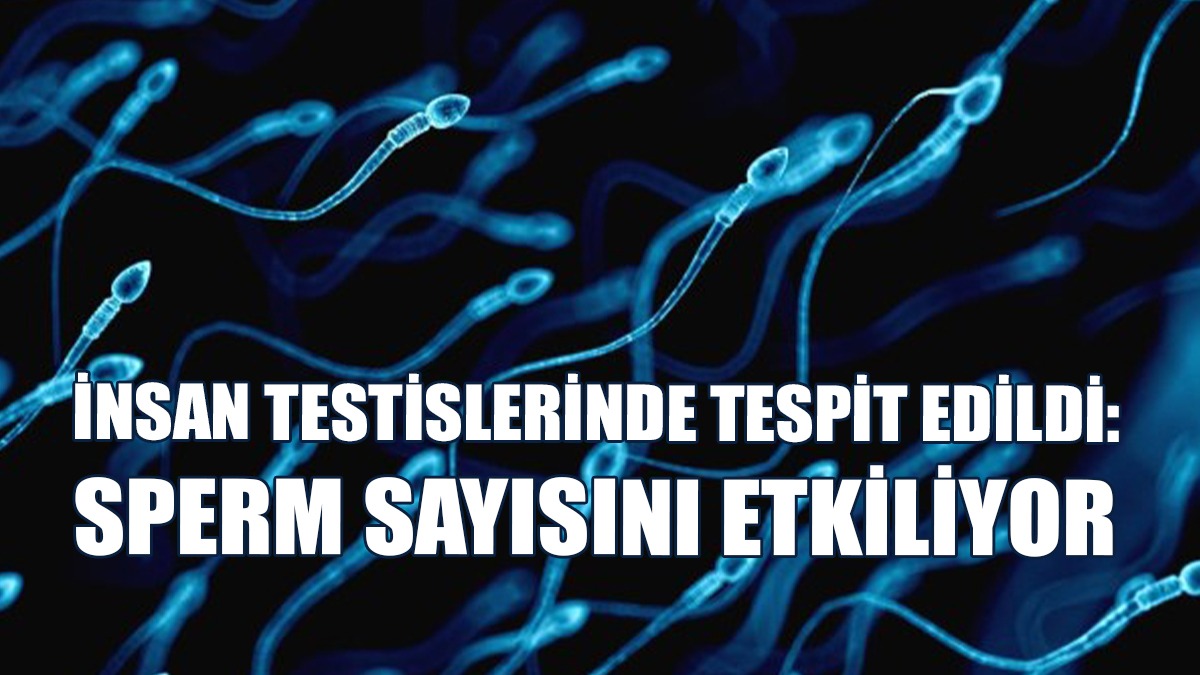 İnsan Testislerinde Tespit Edildi: Sperm Sayısını Etkiliyor