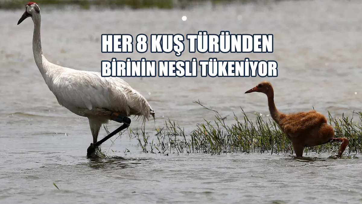 Dünyadaki Kuş Türlerinin Yarısının Popülasyonu Geriliyor