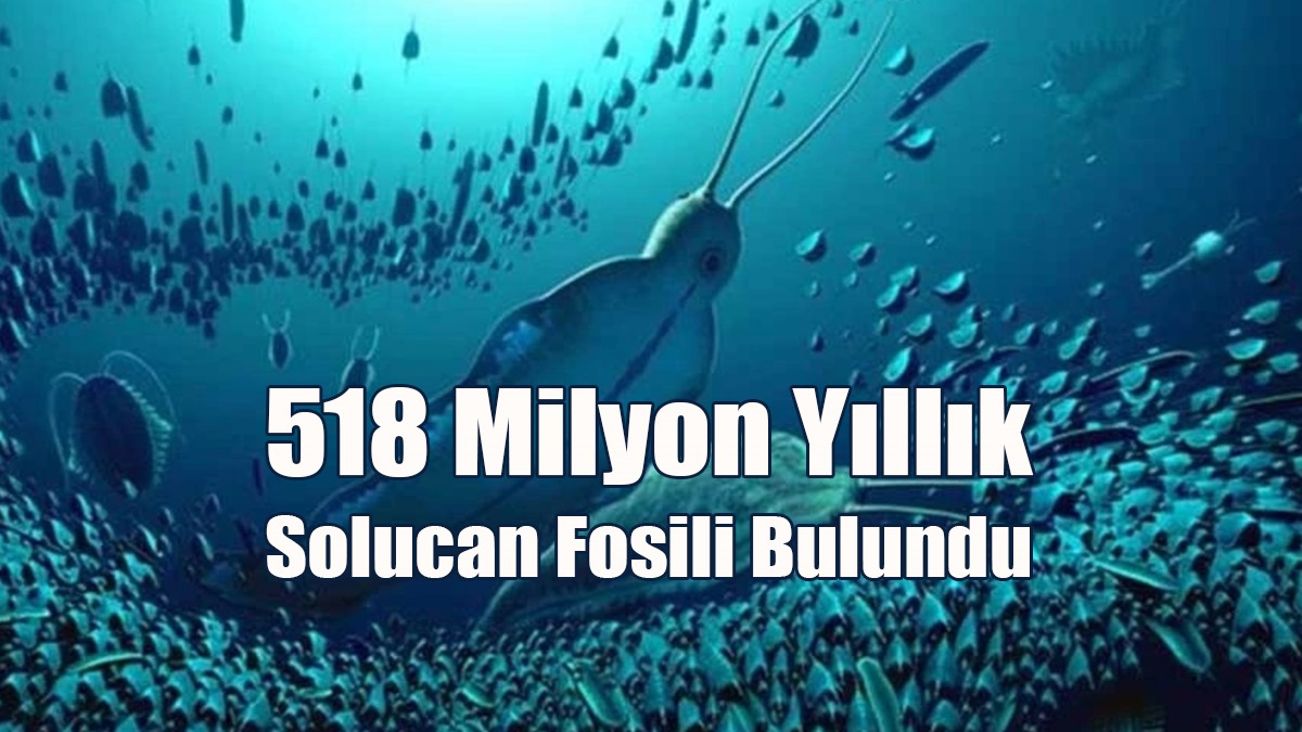 518 Milyon Yıllık Solucan Fosili Bulundu